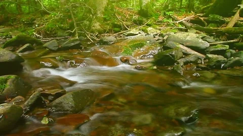 Mountain stream in the forest Stock Footage 84718523