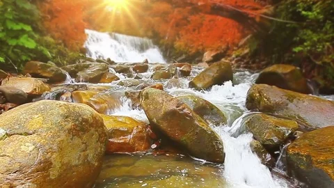 Mountain stream in the forest Stock Footage 84770392