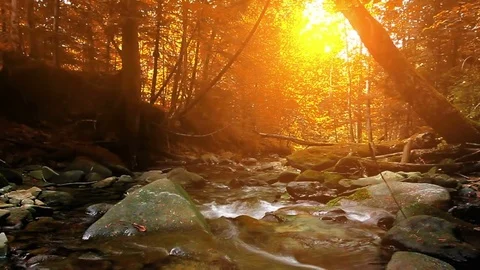 Mountain stream in the forest Stock Footage 84772344