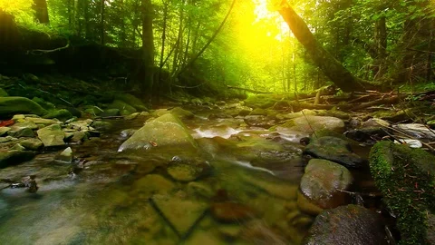Mountain stream in the forest Stock Footage 106358197