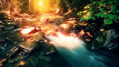 Mountain stream in the forest Stock Footage 107269249