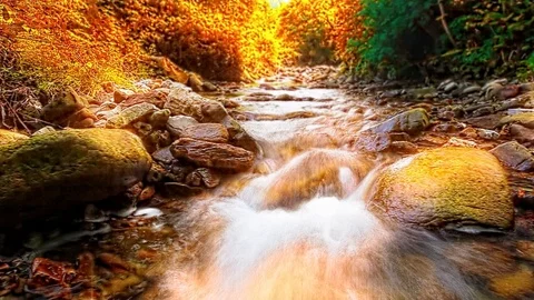Mountain stream in the forest Stock Footage 107321542