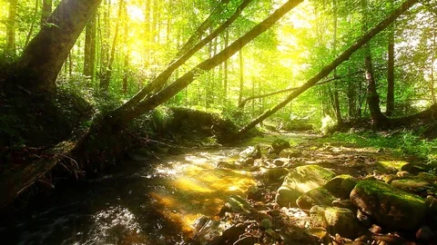 Mountain stream in the forest Stock Footage 112862488