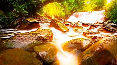 Mountain stream in the forest Stock Footage 115533708