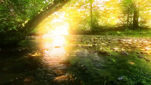 Mountain stream in the forest Video stock 117188363