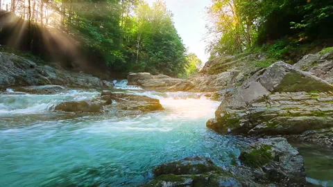 Mountain stream in the forest Stock Footage 122571663