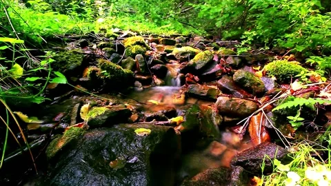 Mountain stream in the forest 库存影片 183929854
