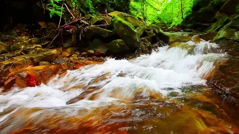 Mountain stream in the forest Stock Footage 219393653