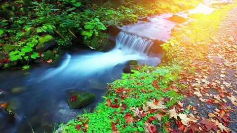 Mountain stream in the forest Stock Footage 220552061
