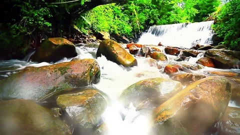 Mountain stream in the forest Stock Footage 220726354