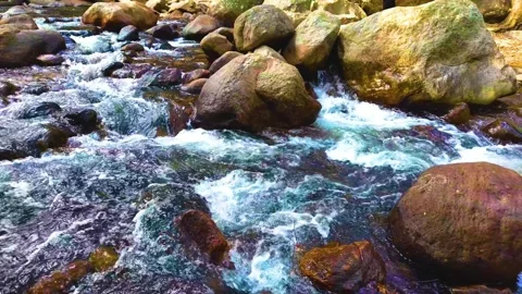 Mountain Stream in the Forest Stock Footage 264458453