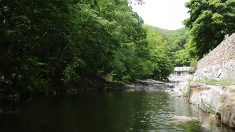 Mountain stream in the forest Video stock 306034103