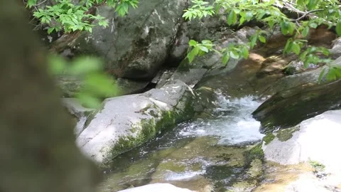 Mountain stream in the forest Video stock 306034117
