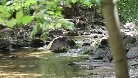 Mountain stream in the forest Video stock 306034119