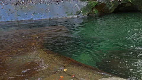 A mountain stream in the forest Stock Footage 324559924