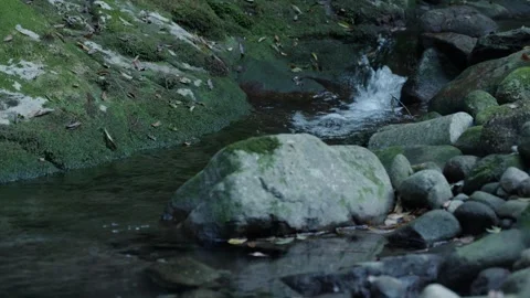 A mountain stream in the forest Stock Footage 324560003