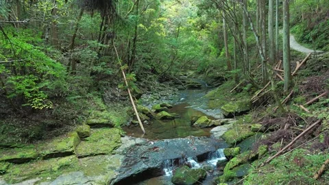A mountain stream in the forest Stock Footage 324560077