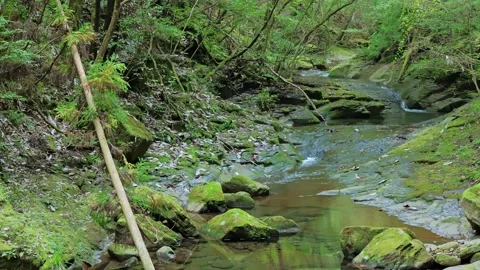 A mountain stream in the forest Stock Footage 324560078