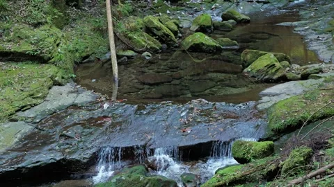A mountain stream in the forest Stock Footage 324560104