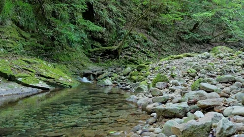 A mountain stream in the forest Stock Footage 324560106