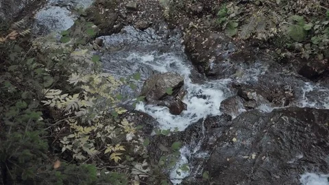 Mountain stream in the forest, little falls Video stock 81820674