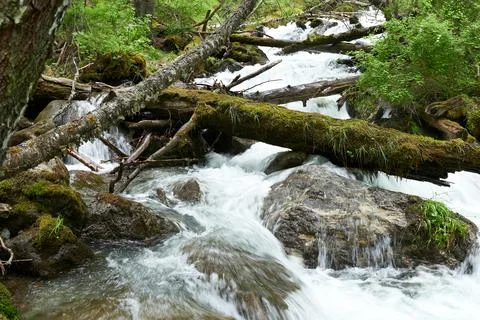 Mountain stream in the forest. Mountain river in the summer. Stock Photos