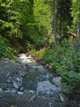 Mountain stream in the forest. Mountain river in the forest. Stock Photos