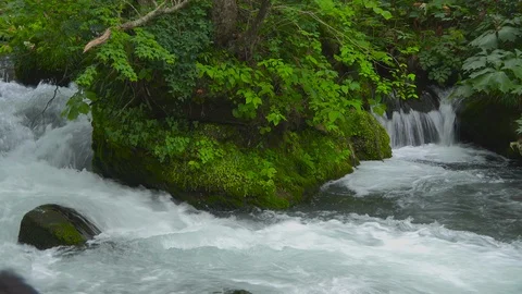 Mountain stream in the forest, Oirase stream, Aomori Prefecture, Japan Stock Footage 105415803