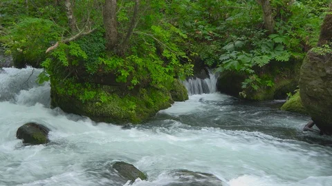 Mountain stream in the forest, Oirase stream, Aomori Prefecture, Japan Stock Footage 105416149