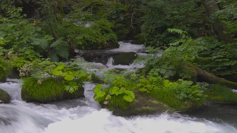 Mountain stream in the forest, Oirase stream, Aomori Prefecture, Japan Stock Footage 105417694