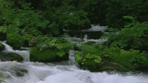 Mountain stream in the forest, Oirase stream, Aomori Prefecture, Japan Stock Footage 105417938