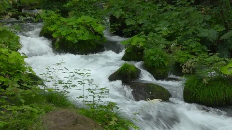 Mountain stream in the forest, Oirase stream, Aomori Prefecture, Japan Stock Footage 105418228