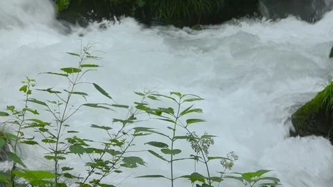 Mountain stream in the forest, Oirase stream, Aomori Prefecture, Japan Stock Footage 105418312