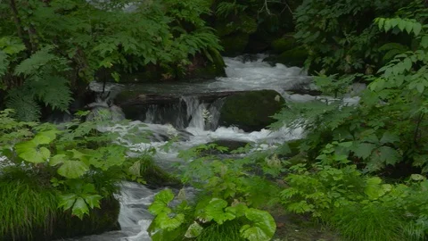 Mountain stream in the forest, Oirase stream, Aomori Prefecture, Japan Stock Footage 105418315