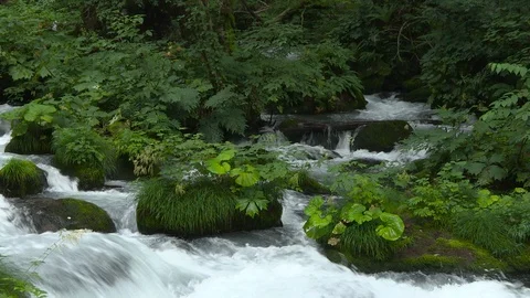 Mountain stream in the forest, Oirase stream, Aomori Prefecture, Japan Stock Footage 105418339