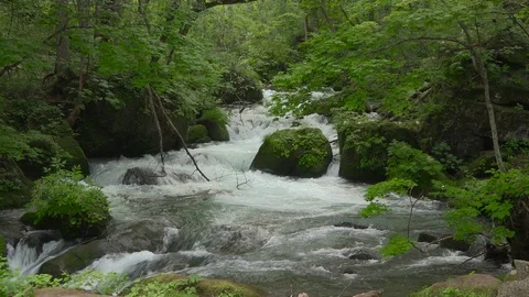 Mountain stream in the forest, Oirase stream, Aomori Prefecture, Japan Stock Footage 105418628