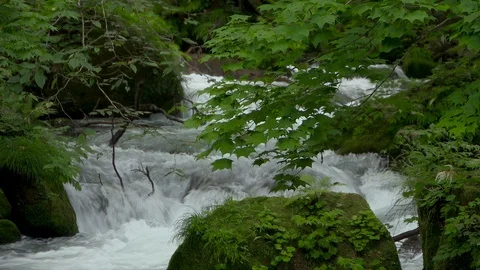 Mountain stream in the forest, Oirase stream, Aomori Prefecture, Japan Stock Footage 105418639