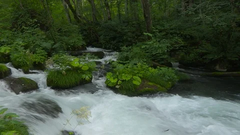 Mountain stream in the forest, Oirase stream, Aomori Prefecture, Japan Stock Footage 105418642