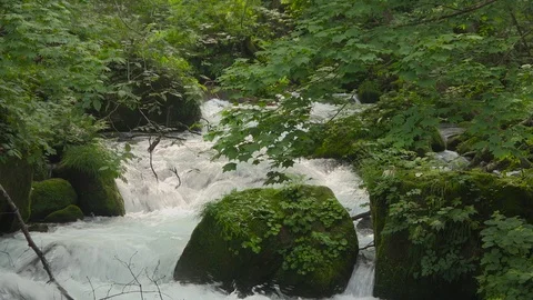 Mountain stream in the forest, Oirase stream, Aomori Prefecture, Japan Stock Footage 105418712