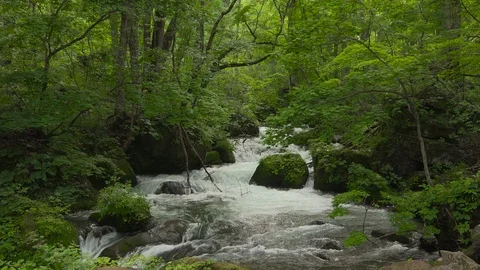 Mountain stream in the forest, Oirase stream, Aomori Prefecture, Japan Stock Footage 105418810