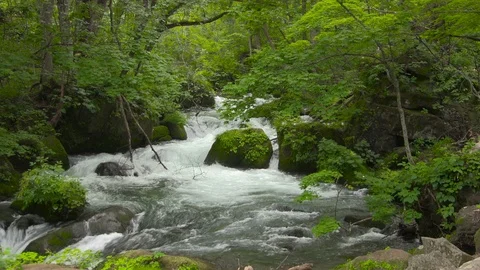 Mountain stream in the forest, Oirase stream, Aomori Prefecture, Japan Stock Footage 105418864