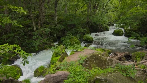 Mountain stream in the forest, Oirase stream, Aomori Prefecture, Japan Stock Footage 105418882