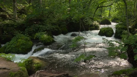Mountain stream in the forest, Oirase stream, Aomori Prefecture, Japan Stock Footage 105419013