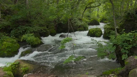 Mountain stream in the forest, Oirase stream, Aomori Prefecture, Japan Stock Footage 105419063