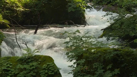 Mountain stream in the forest, Oirase stream, Aomori Prefecture, Japan Stock Footage 105421738