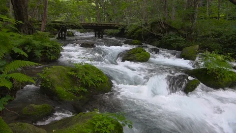Mountain stream in the forest, Oirase stream, Aomori Prefecture, Japan Stock Footage 105423383