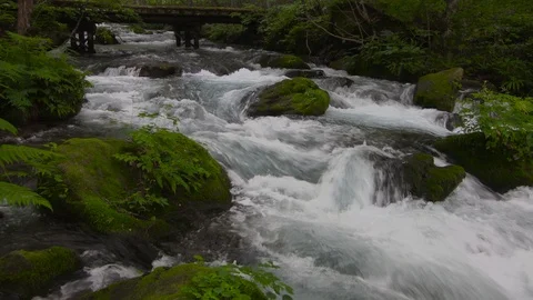 Mountain stream in the forest, Oirase stream, Aomori Prefecture, Japan Stock Footage 105423436