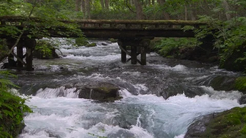 Mountain stream in the forest, Oirase stream, Aomori Prefecture, Japan Stock Footage 105423442