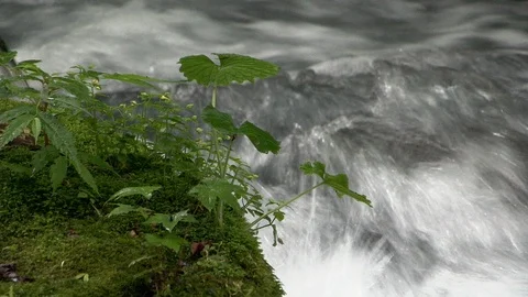 Mountain stream in the forest, Oirase stream, Aomori Prefecture, Japan Stock Footage 105423596