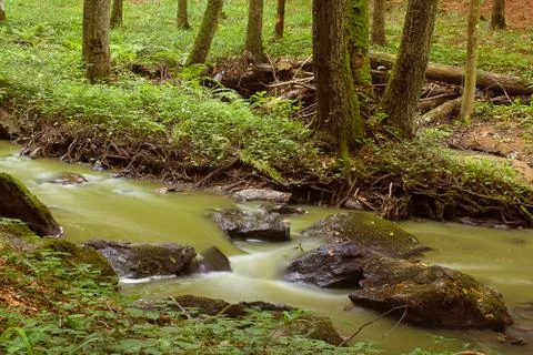 Mountain stream in a forest Stock Photos